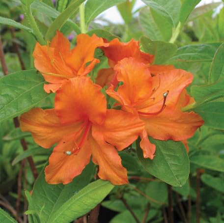 Orange Azalea Flower Seeds