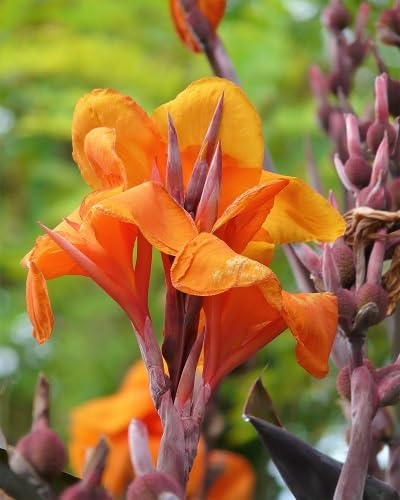 orange canna edulis flower