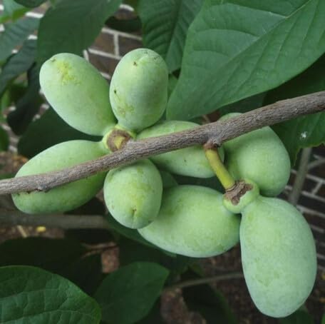 Green Pawpaw fruit seeds for organic garden planting
