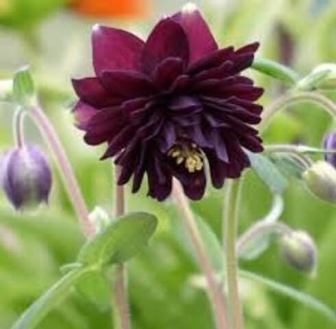 Black Aquilegia Flower Seeds
