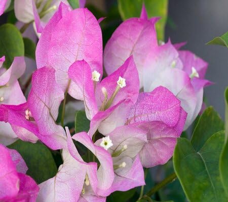 Bougainvillea Flower Seeds