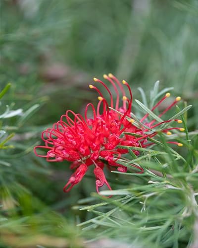 Red Grevillea Flower Seeds