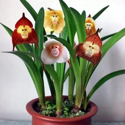 Monkey Orchid Flower Seeds