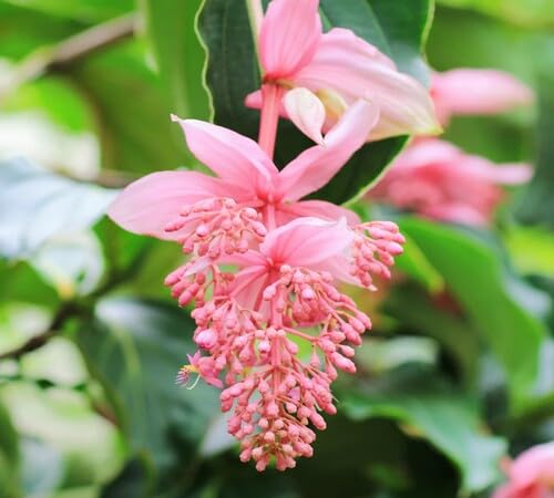 Pink Medinilla Flower Seeds