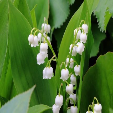 White Lily The Valley Flower Seeds