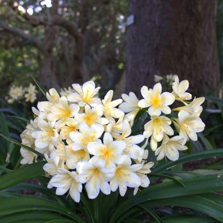 White Clivia Flower Seeds