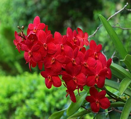 Orchid Flower Seeds