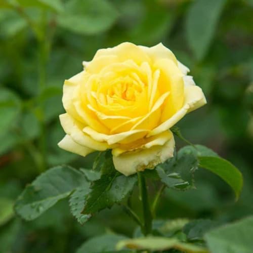 Yellow Generic Climbing Rose Flower Seeds