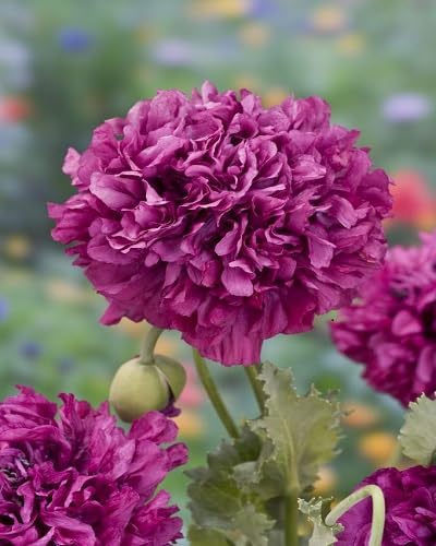 Purple Peony Flower Seeds