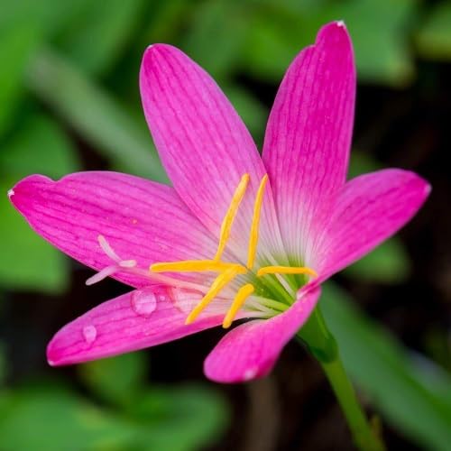 Pink Zephyranthes Flower Seeds