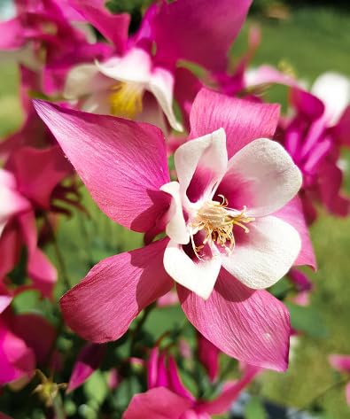 columbine flower seeds flower