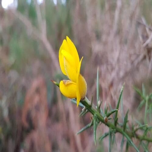 Yellow Ulex Flower Seeds