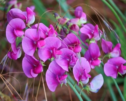 Pink Lathyrus Odoratus Flower Seeds