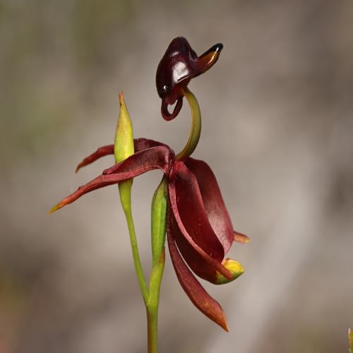 Maroon Caleana Major Flower Seeds