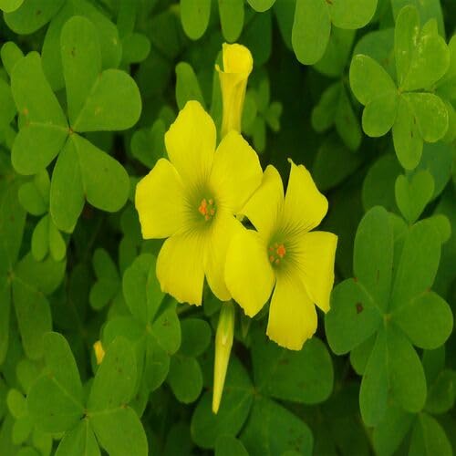 Yellow Oxalis Corymbosa Flower Seeds