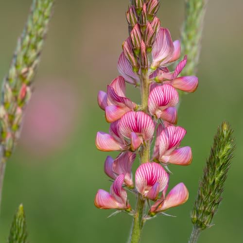 pink sainfoin flower seeds