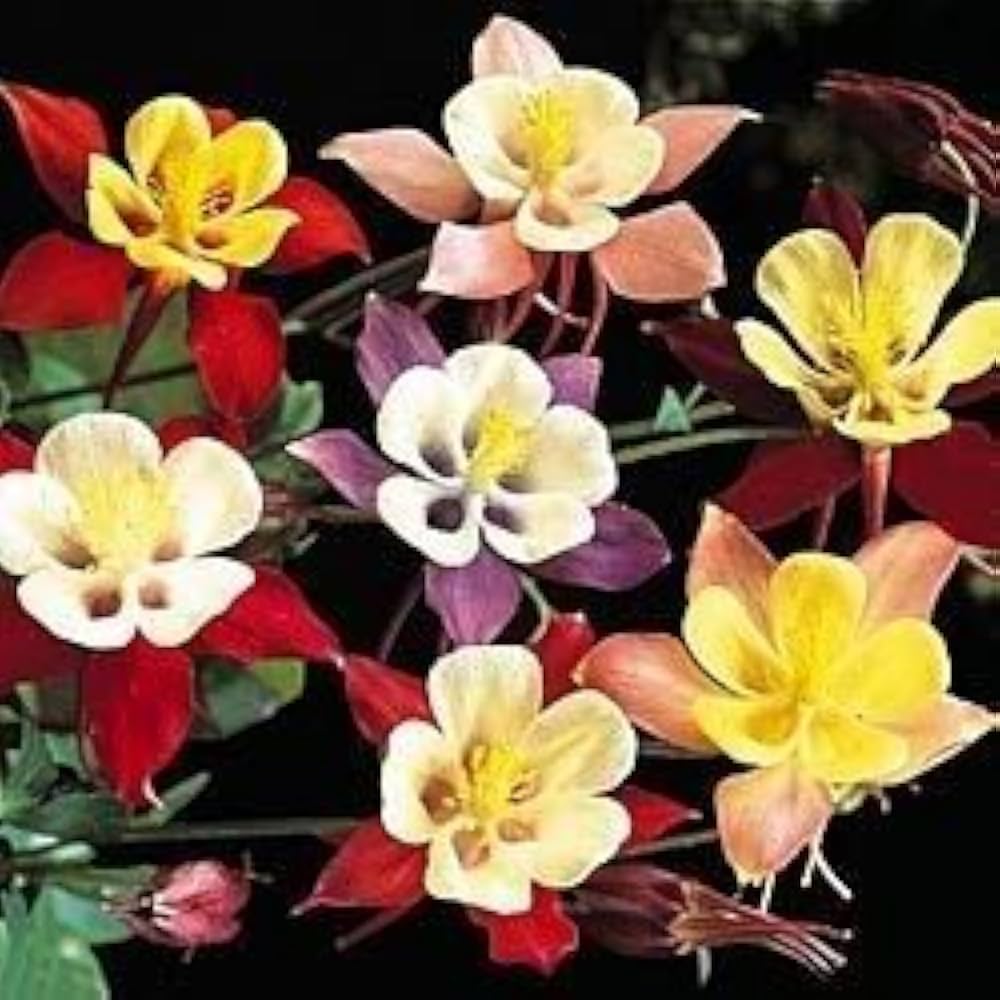 Blue Heirloom Columbine Giant Star Aquilegia Christy Flower Perennials Garden Displays Flower