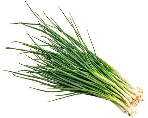 Green Scallion vegetable seeds for Home Gardening, Organic Raised Bed Garden Favorite for kitchen garden planting