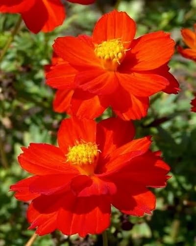 red cosmos flower seeds