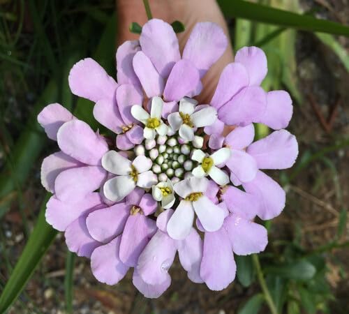 Lavender Lberis gibraltarica Flower Seeds