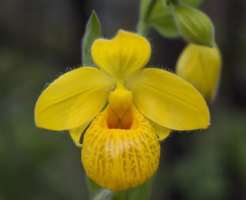 Yellow Lady's Slipper Orchid Flower Seeds