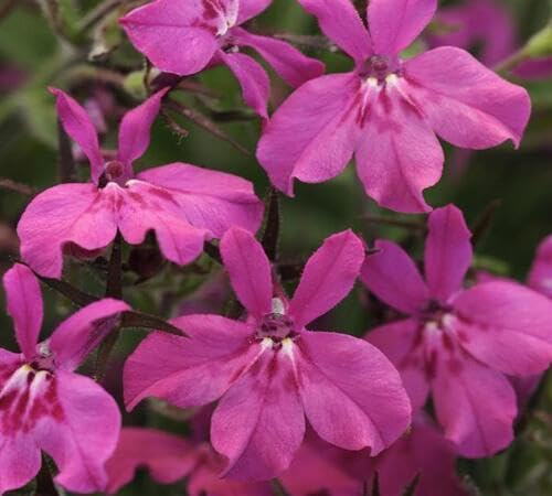 Pink Lobelia Flower Seeds