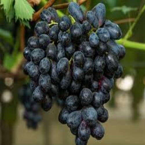 Black Grape Fruit Seeds organic garden seeds