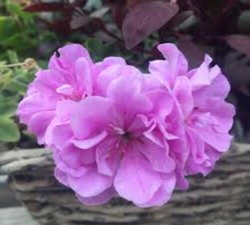 Lavender Geranium Flower Seeds