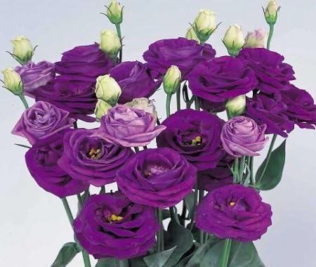 Purple Lisianthus Flower Seeds