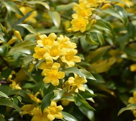 Gelsemium sempervirens Flower Seeds
