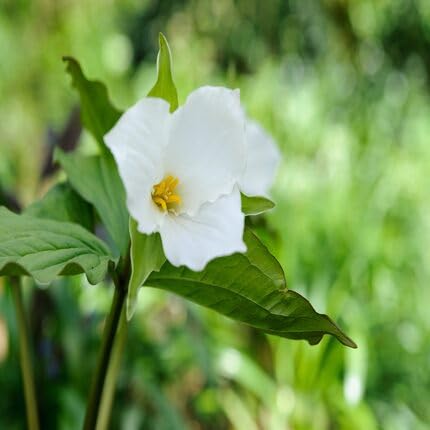 White Trillium Erectum Flower Seeds