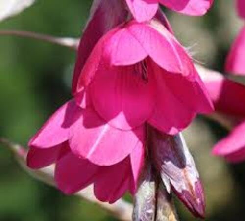Pink Dierama Flower Seeds