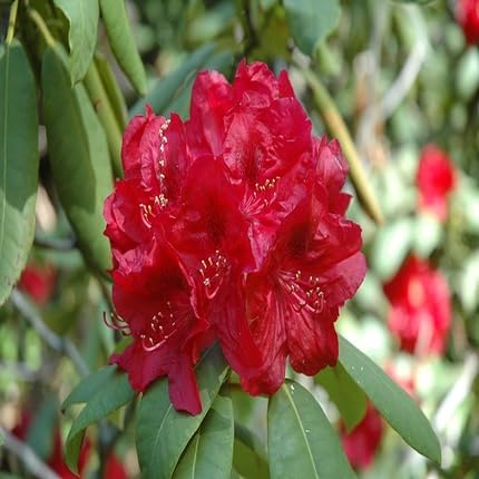 Rhododendron Flower Seeds