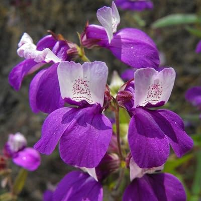 Collinsia Flower Seeds