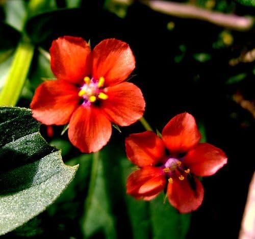 Red Pimpernel Flowers Seeds