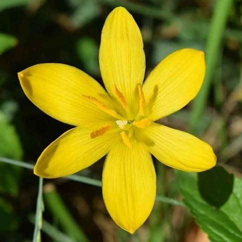 zephyranthe Flower Seeds