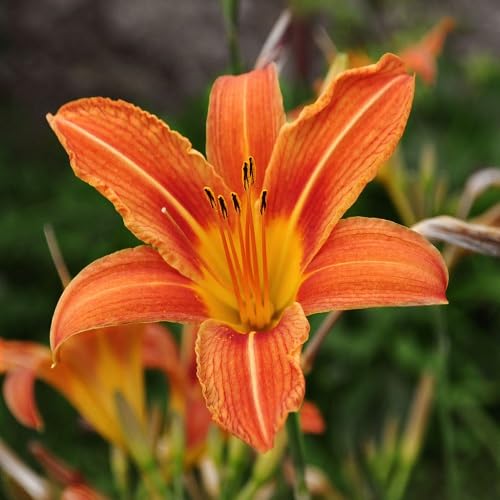 ORANGE HEMEROCALLIS FLOWER SEEDS