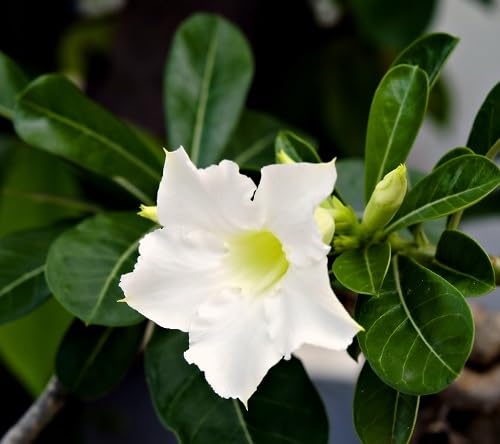 White Desert Roses Flower Seeds