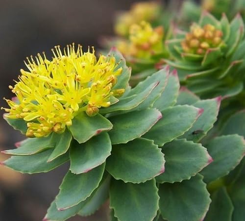 Yellow Rhodiola Flower Seeds