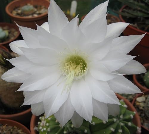 White lithops Flower Seeds