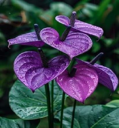 Voilet Anthurium Flower Seeds 