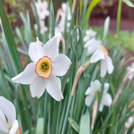 White Daffodil Flower Seeds