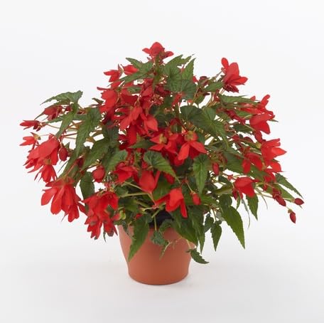 Red Begonia Boliviensis Flower Seeds