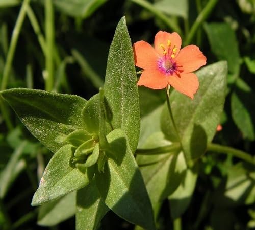 Orange Anagallis Arvensis Flower Seeds