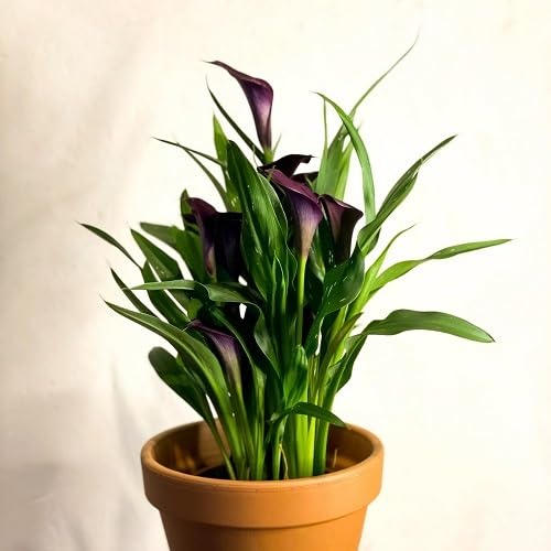 Purple Bonsai Calla Lily Flower Seeds