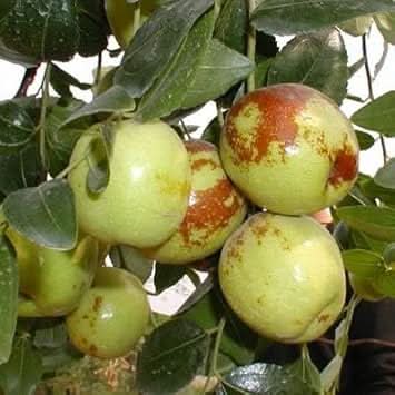 green brown jujube fruit for planting Fruit Seeds