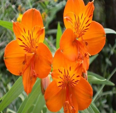 Orange Alstroemeria Flower Seeds