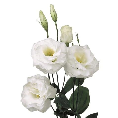 White Eustoma Lisianthus Flower Seeds