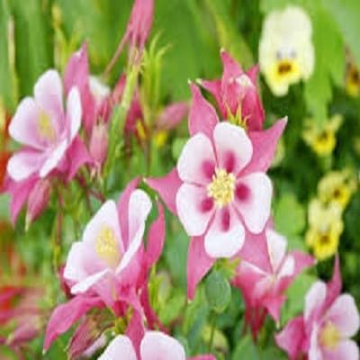 Pink Aquilegia Flowers Seeds