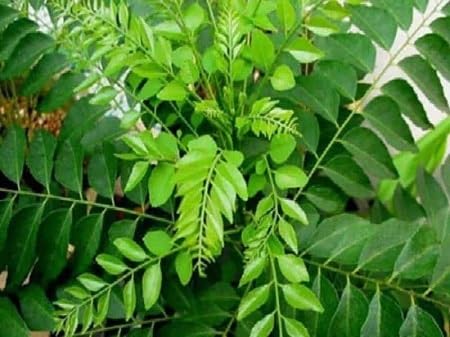 Curry Leaf vegetable seeds Green vegetable seeds for Home Gardening, Easy Grow Farm Fresh Produce for kitchen garden planting